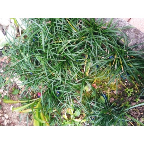 Dwarf Lilyturf Mondo Grass Plants 1 Shade Grasses Ophiopogon japonicus Dwarf Lilyturf Mondo Grass Plants 1 Shade Grasses Ophiopogon japonicus